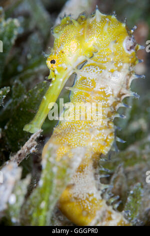 Spinosa Seahorse Hippocampus Jayakari Foto Stock