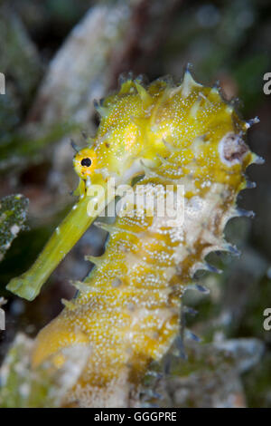 Spinosa Seahorse Hippocampus Jayakari Foto Stock