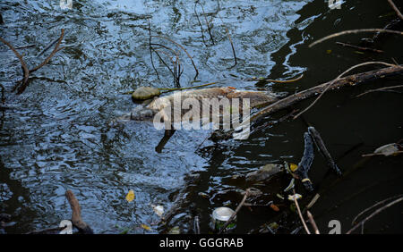 I pesci morti galleggiare nell'acqua scura, inquinamento delle acque Foto Stock