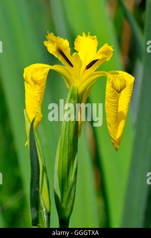 Closeup iris gialla o bandiera gialla (Iris pseudacorus) sul verde sfondo vegetale Foto Stock