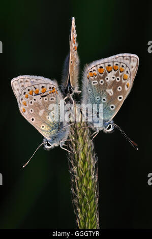 Tre comuni farfalle blu a riposo su un seme head UK Foto Stock