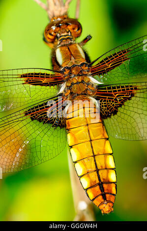 Il corpo di un ampio corposo chaser dragonfly REGNO UNITO Foto Stock