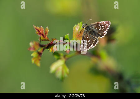 Un brizzolato skipper al resto REGNO UNITO Foto Stock