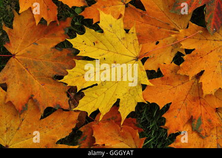 Foglie di autunno, foglie colorate, Norvegia acero / buntes herbstlaub des spitz-ahorn (Acer platanoides), cadono le foglie, caduta delle foglie Foto Stock