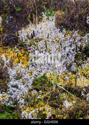 Coloratissima vegetazione del paramo in alto Ande. Cayambe Coca Riserva Ecologica. Ecuador, Sud America. Foto Stock