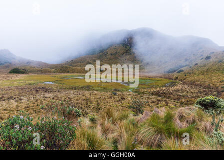 Coloratissima vegetazione del paramo in alto Ande. Cayambe Coca Riserva Ecologica. Ecuador, Sud America. Foto Stock