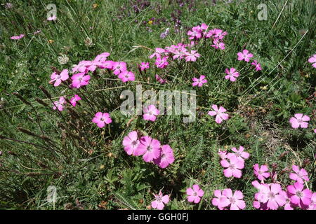 Peacock-occhio Rosa, Alpi Liguri, Italia Foto Stock