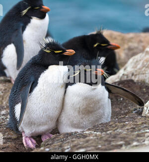 Due pinguini saltaroccia presso il loro nido in alto sulla collina a Saunders Island nelle Falkland Foto Stock