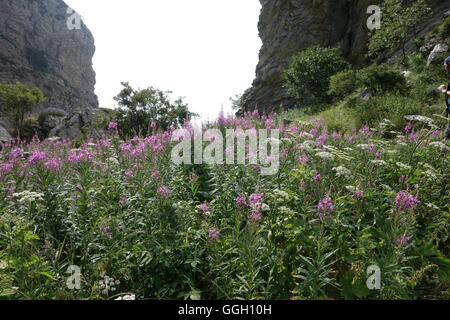 Blooming Fireweed, blühendes Wald-Weidenröschen, Gola dell'Incisa, Alpi Liguri, Italia Foto Stock