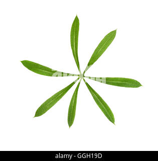 Cleavers - Galium aparine Foto Stock