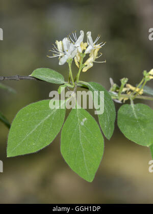 Fly Caprifoglio - Lonicera xylosteum Foto Stock