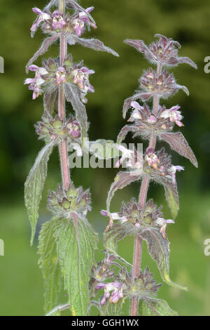 Calcare Woundwort - Stachys alpina Foto Stock