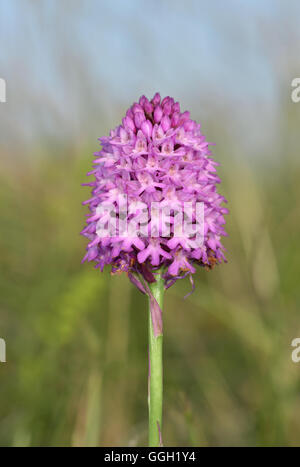 Orchide - Anacamptis pyramidalis Foto Stock