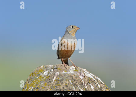 Cretzschmar's Bunting - Emberiza caesia Foto Stock