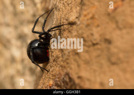 Femmina black widow spider - Latrodectus mactans Foto Stock