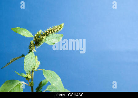 Impianto di amaranto su uno sfondo blu Foto Stock