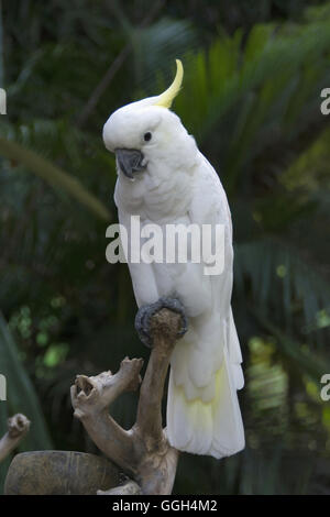 Zolfo-crested Cockatoo, Indonesia. Zolfo-crested Cockatoo ha cinque sottospecie: C.g. galerita è bianco con soffusa yelilow pallido Foto Stock
