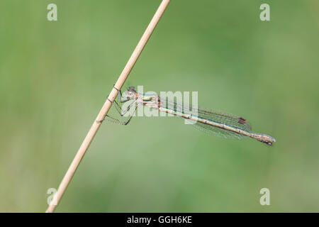 Damselfly smeraldo (Lestes sponsa) Foto Stock