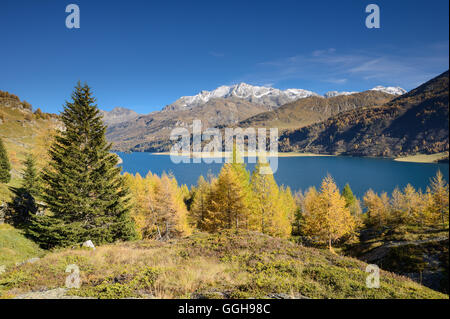 Golden larici di fronte al lago di Sils con il villaggio di Isola e Piz Corvatsch (3451 m), Engadina, Grigioni, Svizzera Foto Stock