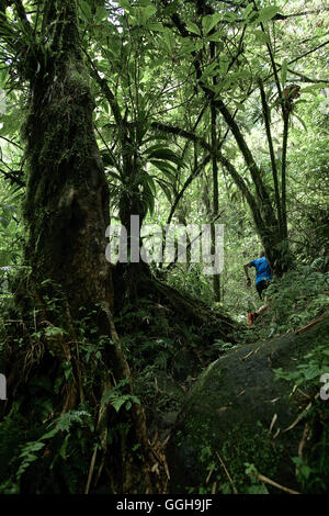 Giovane uomo che corre attraverso una giungla, Dominica, Piccole Antille, dei Caraibi Foto Stock