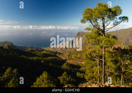 Vista dalla montagna di Altavista, canaria di alberi di pino, montagne, la valle di El Risco, Faneque montagna, vicino a Agaete, naturale Preserv Foto Stock