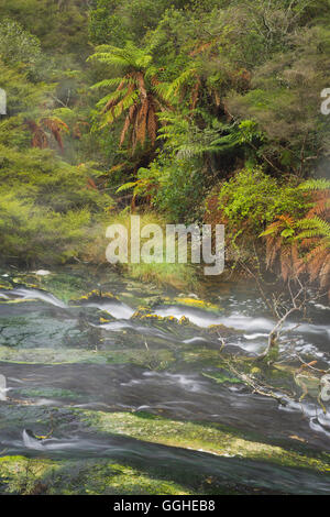 Hot Springs, Valle Vulcanica di Waimangu, Rotorua, Baia di Planty, Isola del nord, Nuova Zelanda Foto Stock