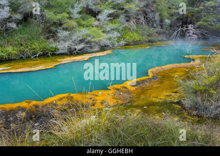 Hot Springs, Valle Vulcanica di Waimangu, Rotorua, Baia di Planty, Isola del nord, Nuova Zelanda Foto Stock