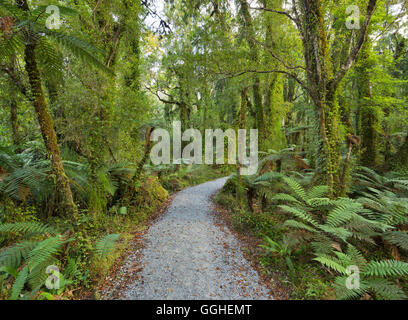 Sentiero attraverso la foresta pluviale, nave Creek, nella costa occidentale dell'Isola del Sud, Nuova Zelanda Foto Stock