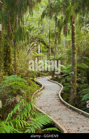 Sentiero attraverso la foresta pluviale, West Coast, Isola del Sud, Nuova Zelanda Foto Stock