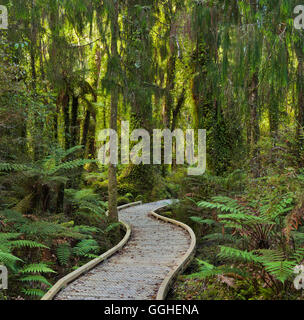 Sentiero attraverso la foresta pluviale, West Coast, Isola del Sud, Nuova Zelanda Foto Stock