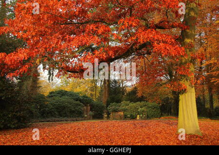 Scarlet quercia (Quercus coccinea), foglie rosse in autunno Foto Stock