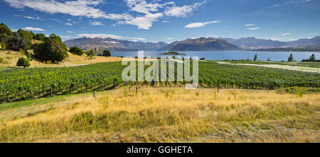 Rippon vigneti, Ruby Island, il lago Wanaka, Otago, Isola del Sud, Nuova Zelanda Foto Stock