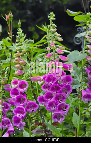 Rosa foxglove comune, viola foxglove, fairy dita, fata guanti, fata campane, Folksglove " Camelot Rose' (Digitalis purpurea) Foto Stock