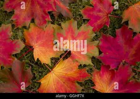 Foglie di autunno, foglie colorate, Norvegia acero, buntes herbstlaub des spitz-ahorn (Acer platanoides) Foto Stock