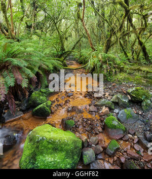 Foresta di felci e flusso, Parco Nazionale di Fiordland, Southland, Isola del Sud, Nuova Zelanda Foto Stock