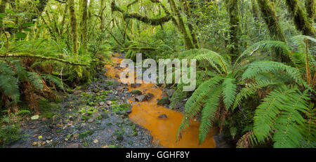 Foresta di felci e flusso, Parco Nazionale di Fiordland, Southland, Isola del Sud, Nuova Zelanda Foto Stock