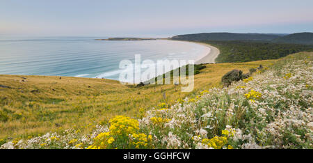 Prato su Tautuku Bay, spiaggia, Otago, Isola del Sud, Nuova Zelanda Foto Stock