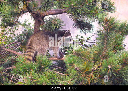 North American Racoon, Raccoon / Nordamerikanischer Waschbär (Procione lotor) animale, orso, fauna, waschbär, bär, livello Foto Stock