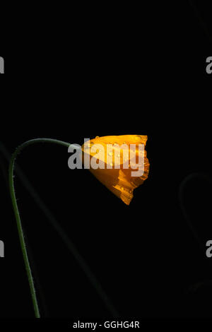 Papavero gallese arancione (Meconopsis cambica aurantiaca) Foto Stock