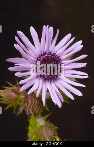 Thistle sudafricano, Berkheya viola (Berkheya purpurea), tistle viola, sud Foto Stock