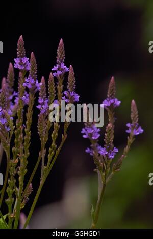 Vervain Blu, Eisenkraut (Verbena hastata) Foto Stock