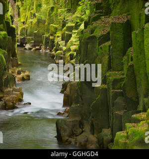 Whaiti-Nui-A-toi Canyon, Whirinaki Forest Park, Baia di Planty, Isola del nord, Nuova Zelanda Foto Stock