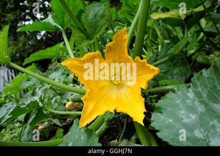 Fiori di zucca in crescita in un paese giardino in estate 2016 in Carmarthenshire Wales UK KATHY DEWITT Foto Stock