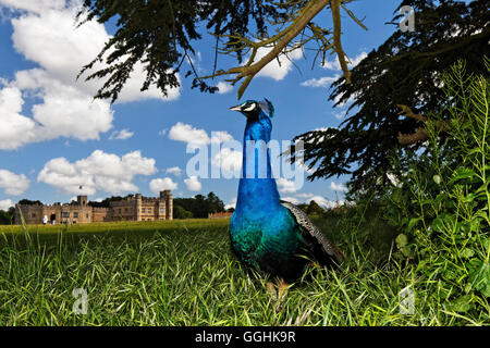 Peacock al Castello di Leeds, Maidstone Kent, Inghilterra, Gran Bretagna Foto Stock