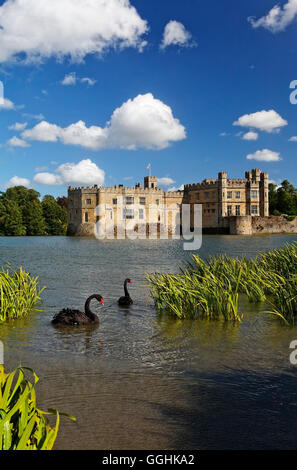 Cigni neri su un lago, il Castello di Leeds, Maidstone Kent, Inghilterra, Gran Bretagna Foto Stock