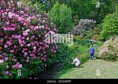 Minterne Gardens Dorset, Inghilterra, Gran Bretagna Foto Stock