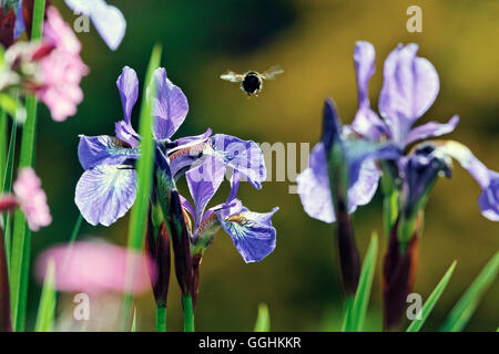 Close up di un ape in Minterne Gardens Dorset, Inghilterra, Gran Bretagna Foto Stock