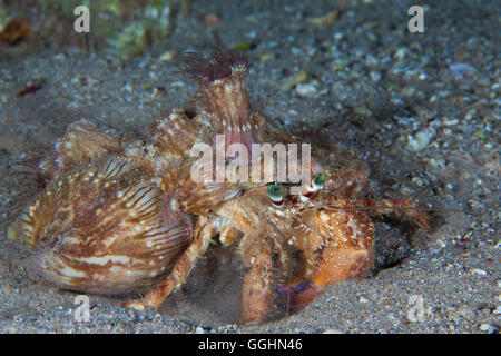 Vettore di Anemone Dardano Tinctor Foto Stock