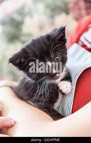 Quattro settimane vecchio cucciolo essendo trattenuto. Foto Stock