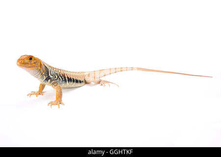 Gigante farfalla lizard (Leiolepis guttata), Vietnam Foto Stock